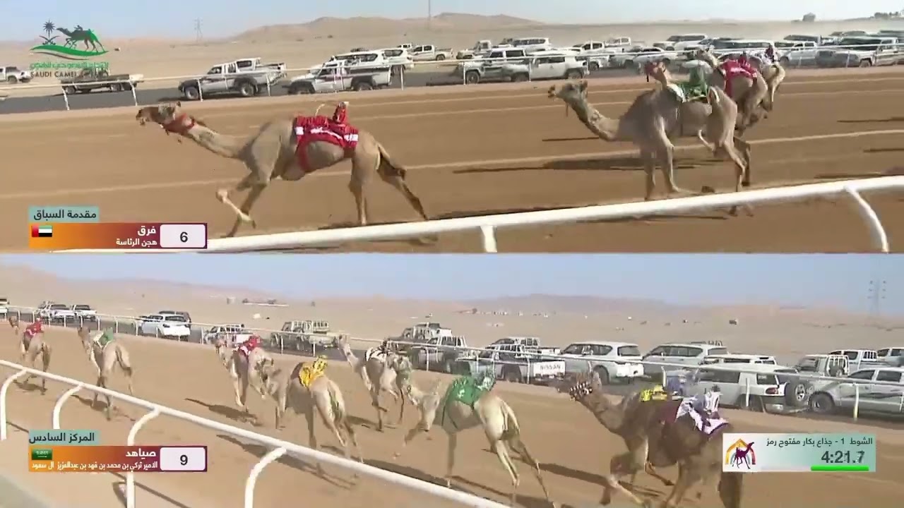 الشوط 1 كأس جذاع بكار مفتوح مساء يوم الأحد 3-11-2024من #كأس_الأولمبية_السعودية_للهجن