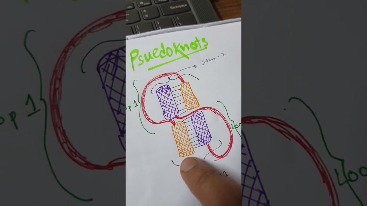 RNA Pseudoknots