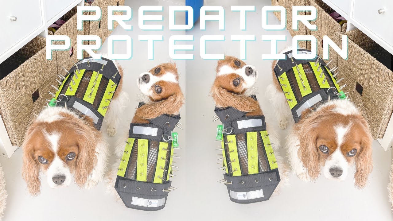SPIKED VEST FOR PREDATOR PROTECTION // PredatorBWear unboxing + review