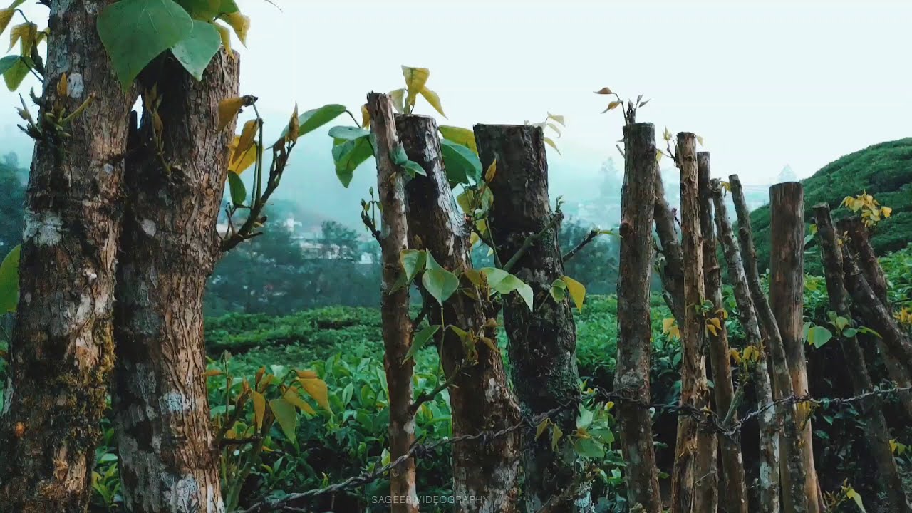 #cinematicvideo #filmmaking    CINEMATIC VIDEO  | MOBILE VIDEOGRAPHY | LGSMARTPHONE