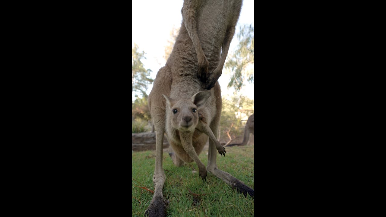 🦘Kangaroo Joeys