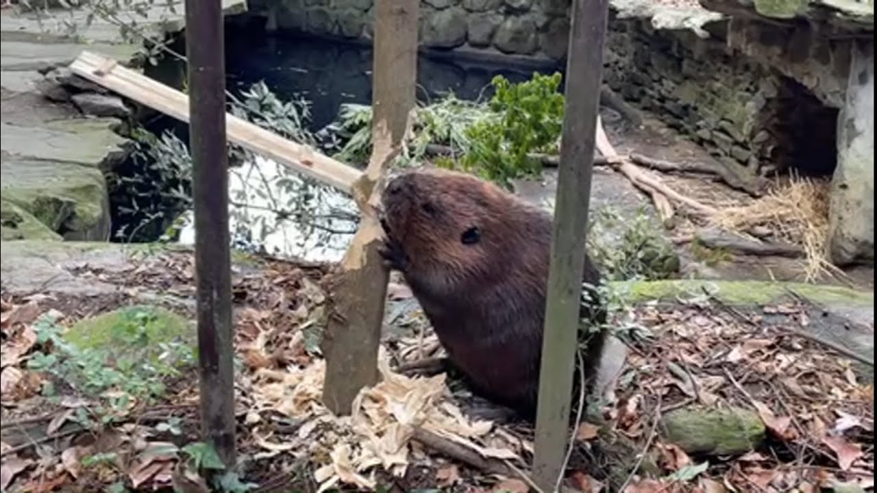 【LIVE】ビーバーが木を咬み倒します！ Beaver bite a tree down