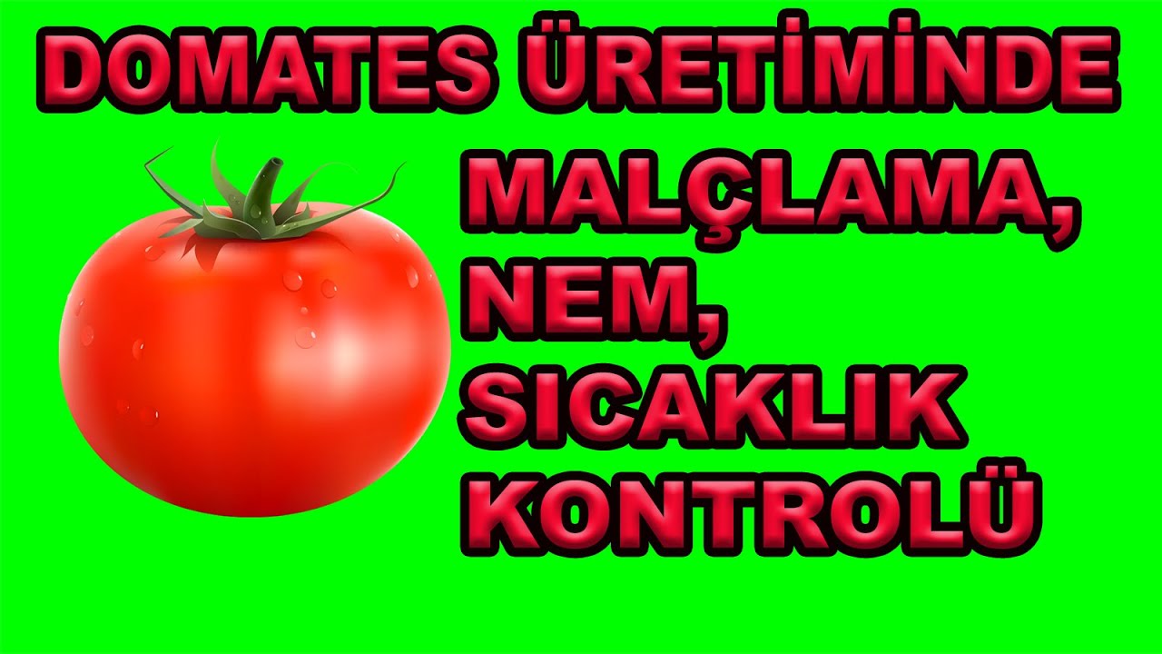 DOMATES ÜRETİMİNDE İLK GÜNLER, MALÇLAMA NE İŞE YARAR? NEM KONTROLÜ İÇİN ÖNERİLER... #domates