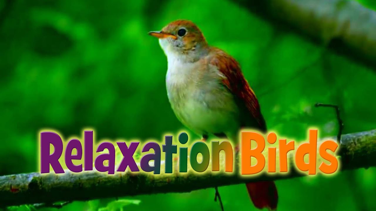 Relaxation Birds Music, For Relax and fresh minds