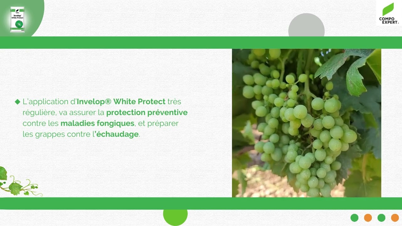 Mise en solution de Invelop White Protect pour application sur vigne