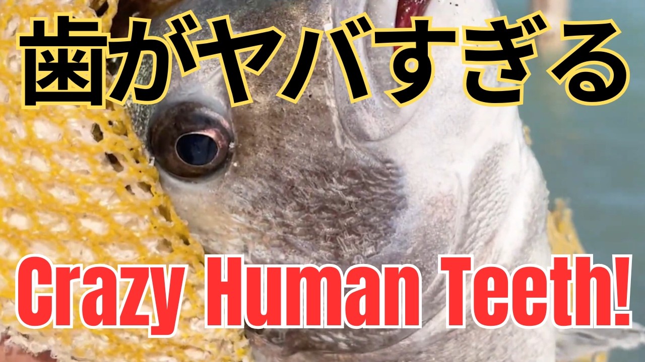 「歯が人間すぎる!?」フロリダの怪魚を釣って食す。羊の歯を持つ魚の正体。