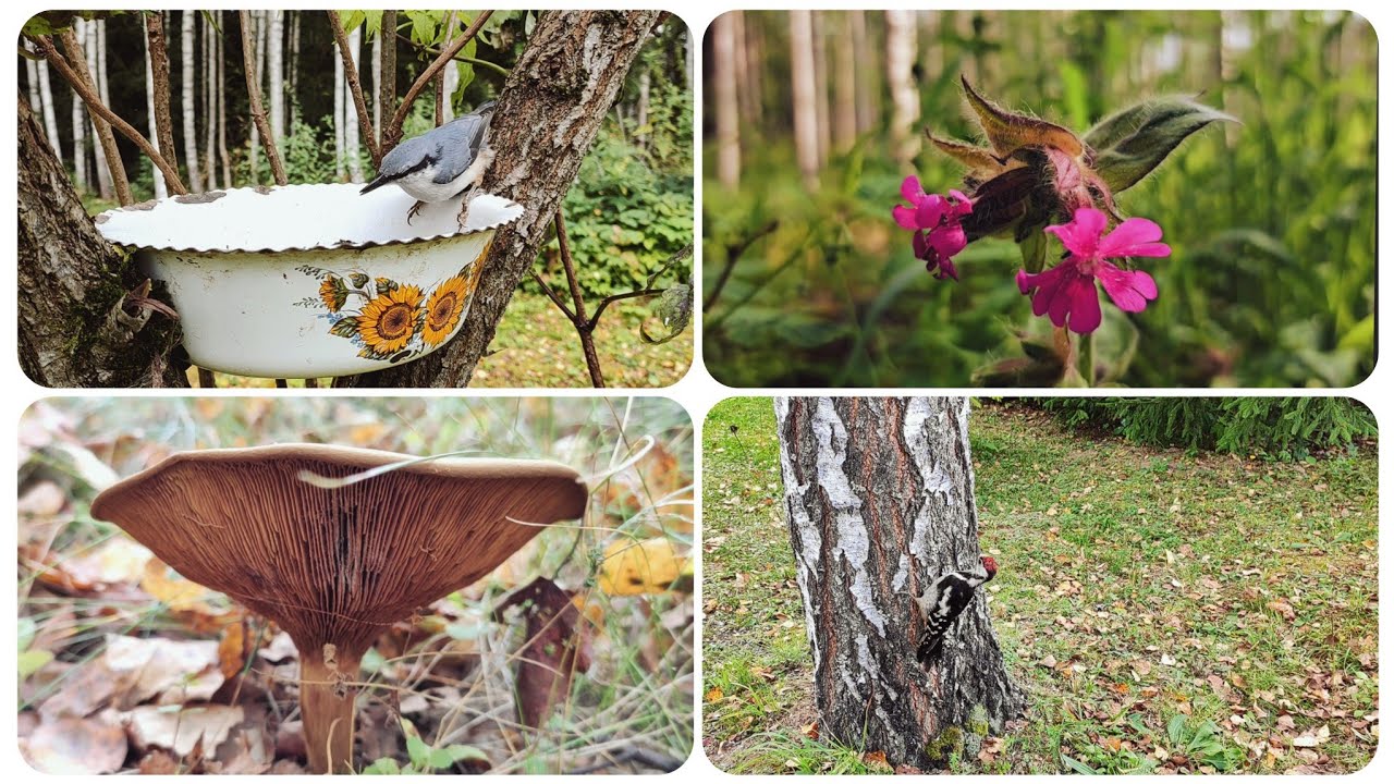 1.09.2025 #birds #синичкинкалендарь #wildlife #nature #birdfeeder #woodpecker 