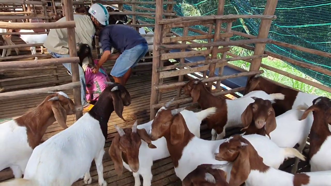 Cùng Ông Anh ở bến tre đi mua dê Boer giống giá 200k-300k ở Đồng nai. (0906333813)#114