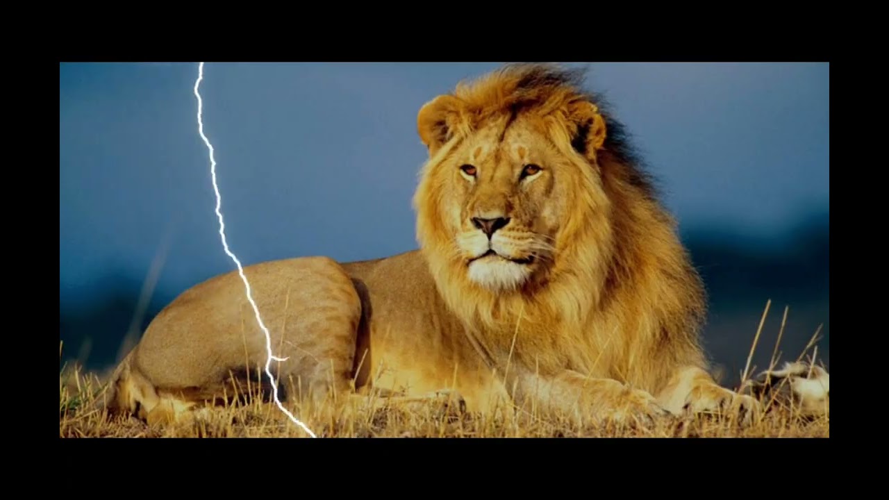 call me by your name| animal glow up #glowup #animals #shorts