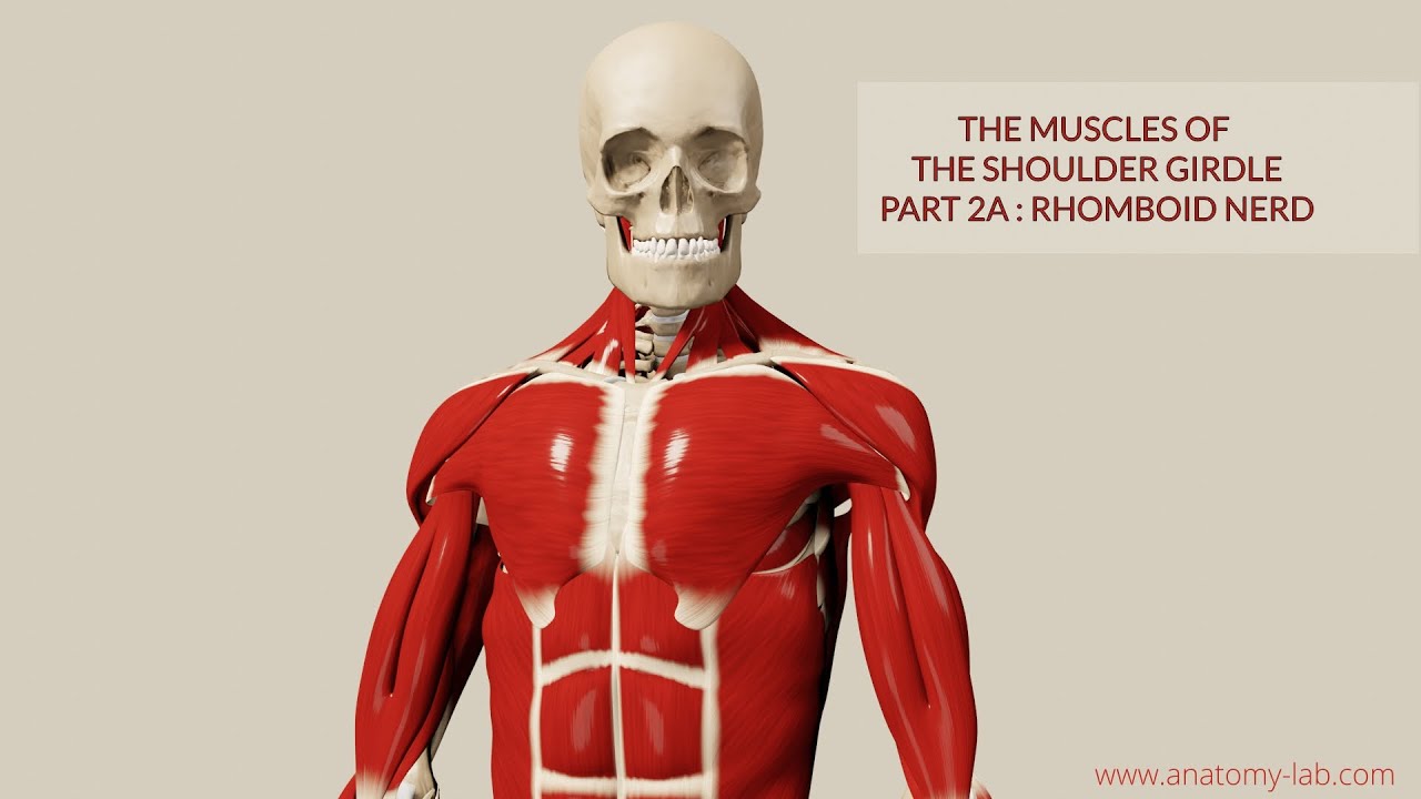Muscles of Shoulder Girdle 2a: Rhomboids (3D Anatomy)