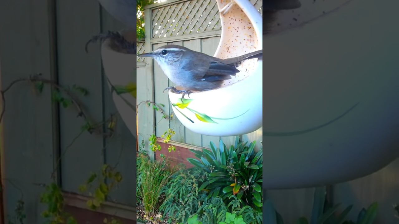 Bewick's Wren - SF Bay Area summer 2025 