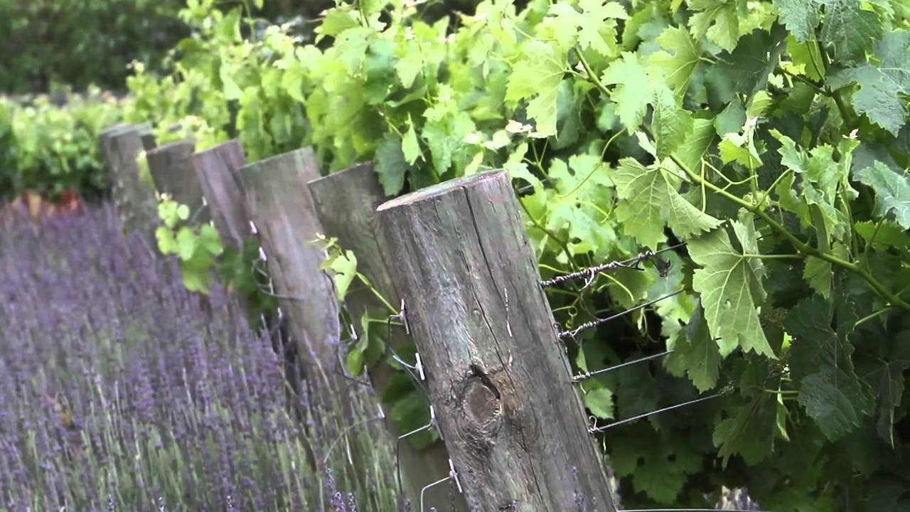 Explore Sunstone Winery and Estate: One of Santa Barbara County's First and Largest Organic Wineries