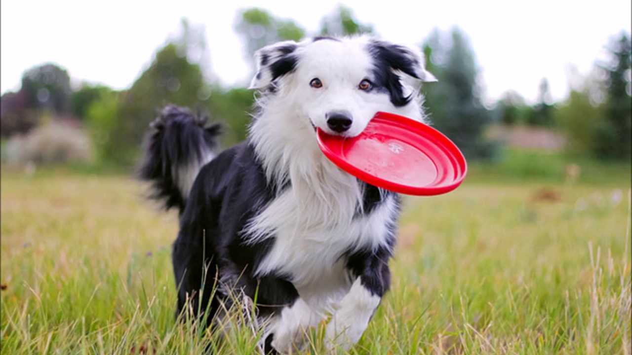 I cani pi&ugrave; intelligenti del mondo