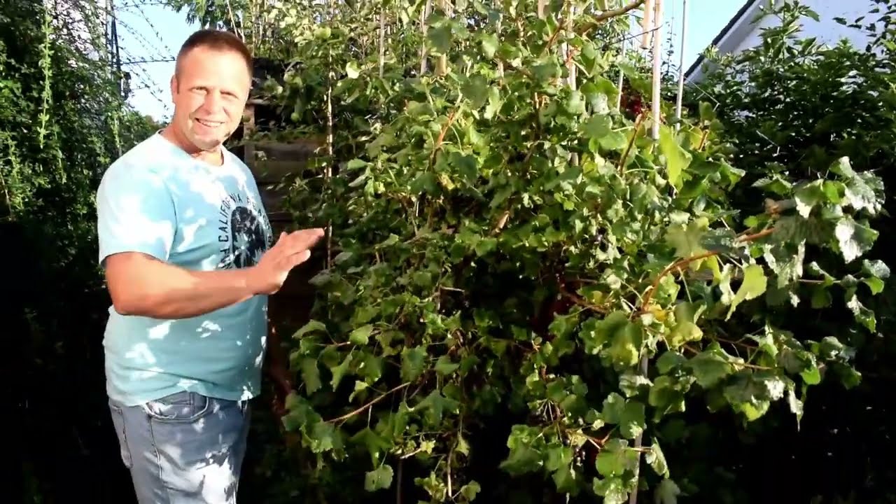 Stapel je fruit en pluk meer