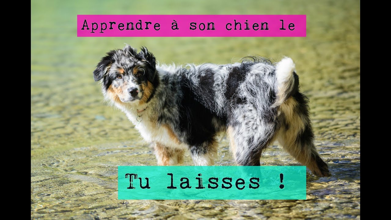 Apprendre à n'importe quel chien à ne pas toucher quelque chose | Cheryl Baker