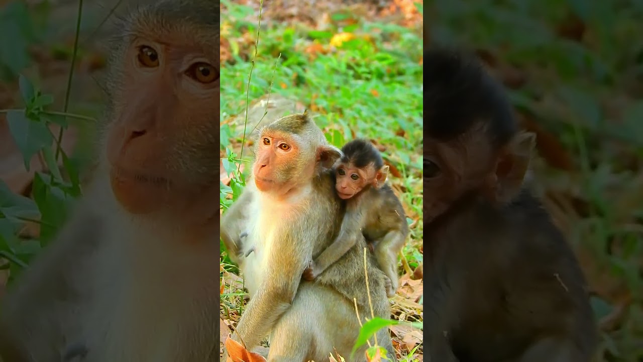 Daily Life Of Wild Monkey Family | Great Mother Brought Her Kid To Everywhere 