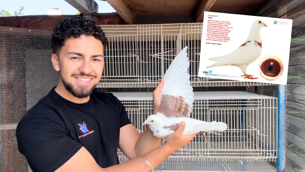 New IMPORTED Racing Pigeon with CRAZY Color &ndash; Best Kittel Bloodline 🧬