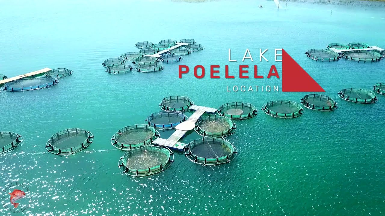 Poelela Fisheries in Mozambique, Tilapia cage-culture farming.