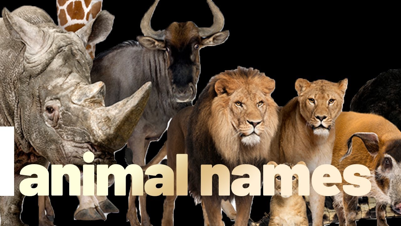 Animal Names And Sounds For English Education