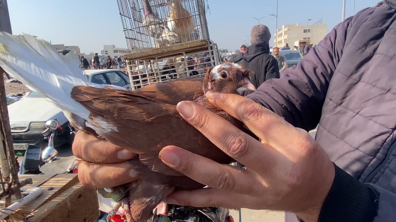 شو اشترينا من السوق شاهد للنهاية مع الاسعار🔥