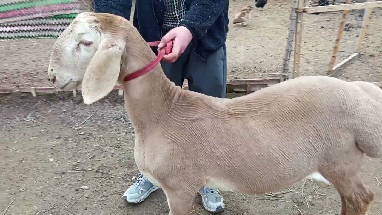Арашан козу кочкор сатылат 4,5 айлык линия Гермес адрес Беловодск 0708932207@ArashanyKyrgyzstana 