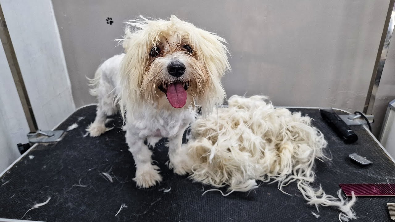 WHAT A CUTE TRANSFORMATION !!! 🐶❤️MATTED DOG GROOMING