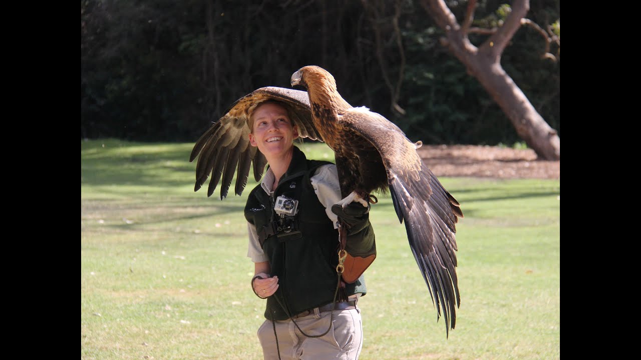 Wedge-tail Eagle Starts to Soar at Taronga Zoo