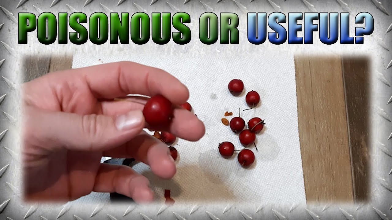 Can You Eat Crabapples? Let's Taste Test Them!