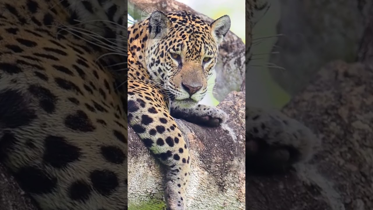 🔥 The stealthy predator strikes again! 🐆🌿 #earthchronicles #animalhunt #epicescape