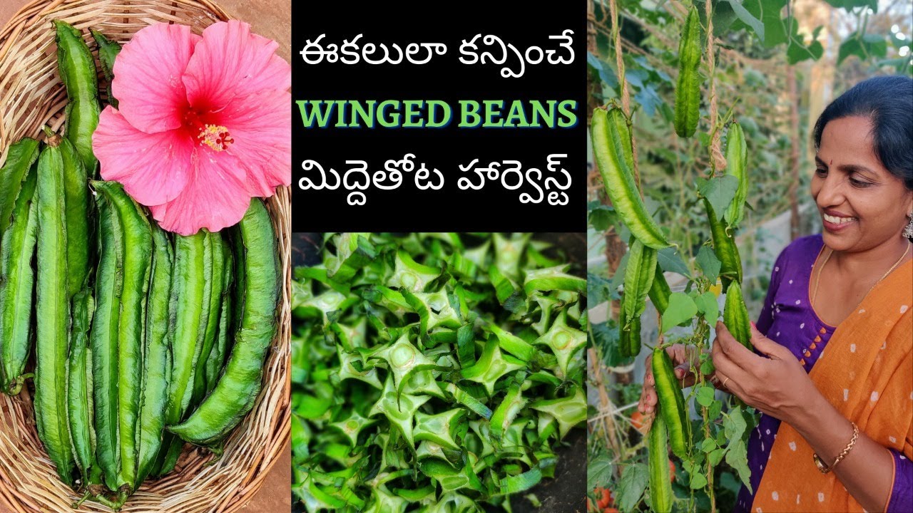 ఈకలు లాంటి బీన్స్😍Winged Beans Harvesting From Terrace Garden 🌴Saileela Vlogs🌱 మిద్దెతోట హార్వెస్ట్