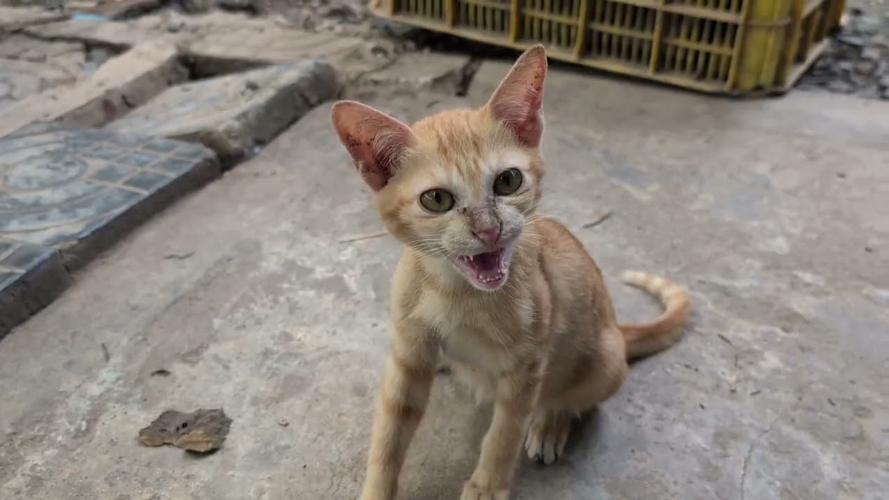 Sibling Cats Enjoy Their Playtime | Cute & Funny Moments 🧶🐾