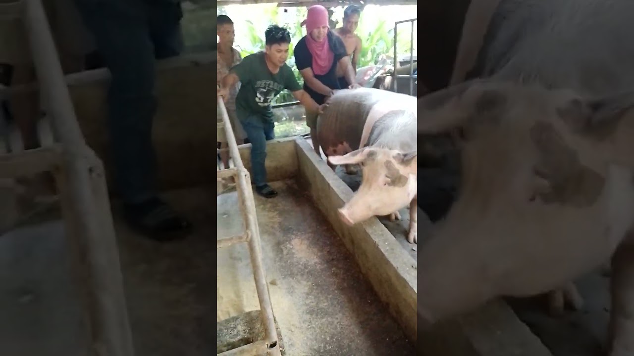 Baboy pa ba ito? or drum? Ayaw magpalagay ng sako. #baboy #supportlocal #fypシ #cull #piggy #hog