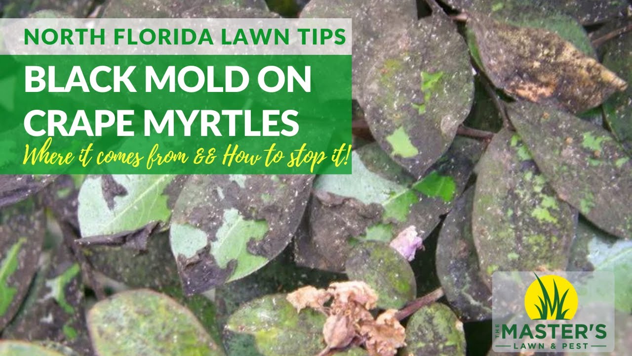 How do I control black mold and aphids on my Crape Myrtles?