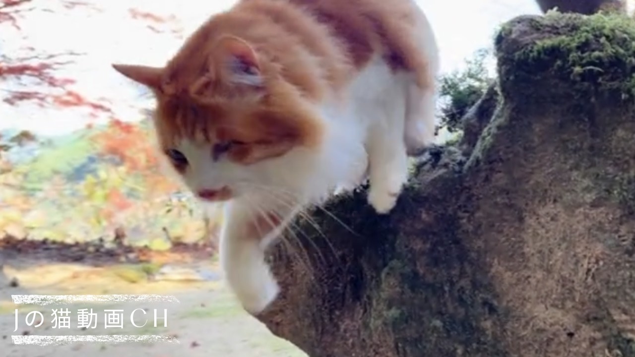 清流の川を猫とお散歩｜Walking along the river with a cat