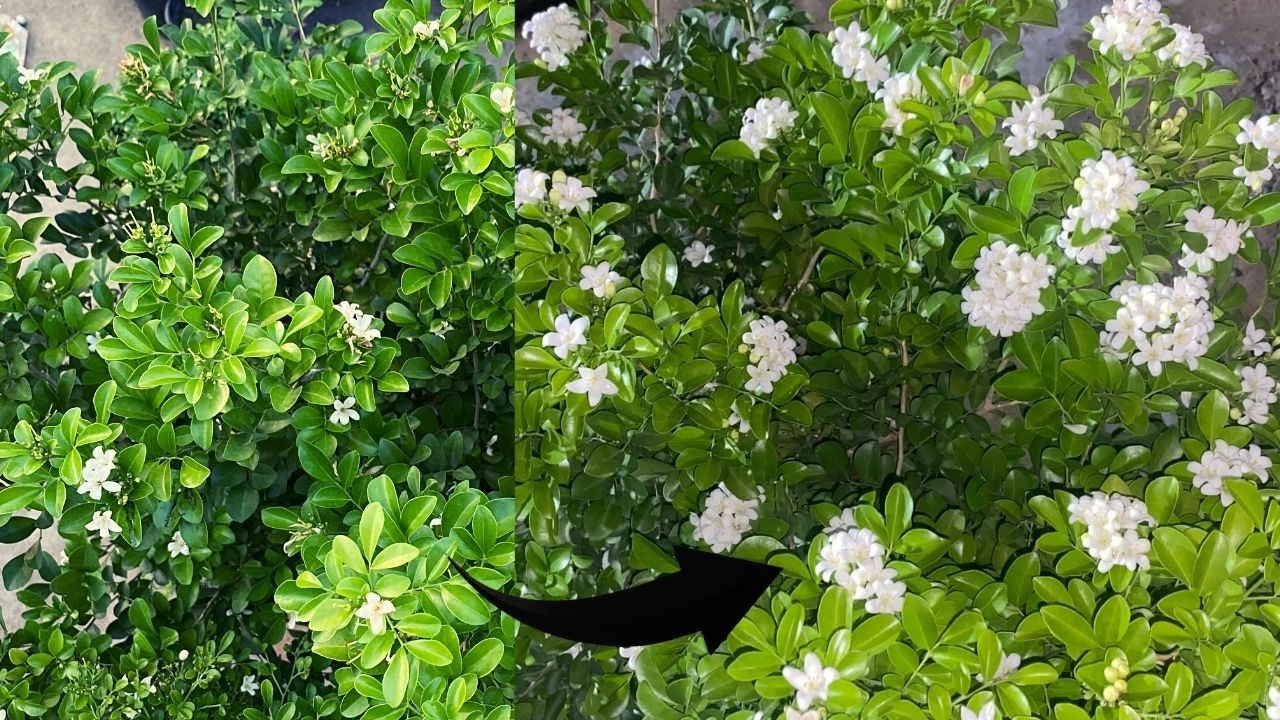 Madhukamini/Kamini Plant Care | Orange Jasmine Care | Table Kamini