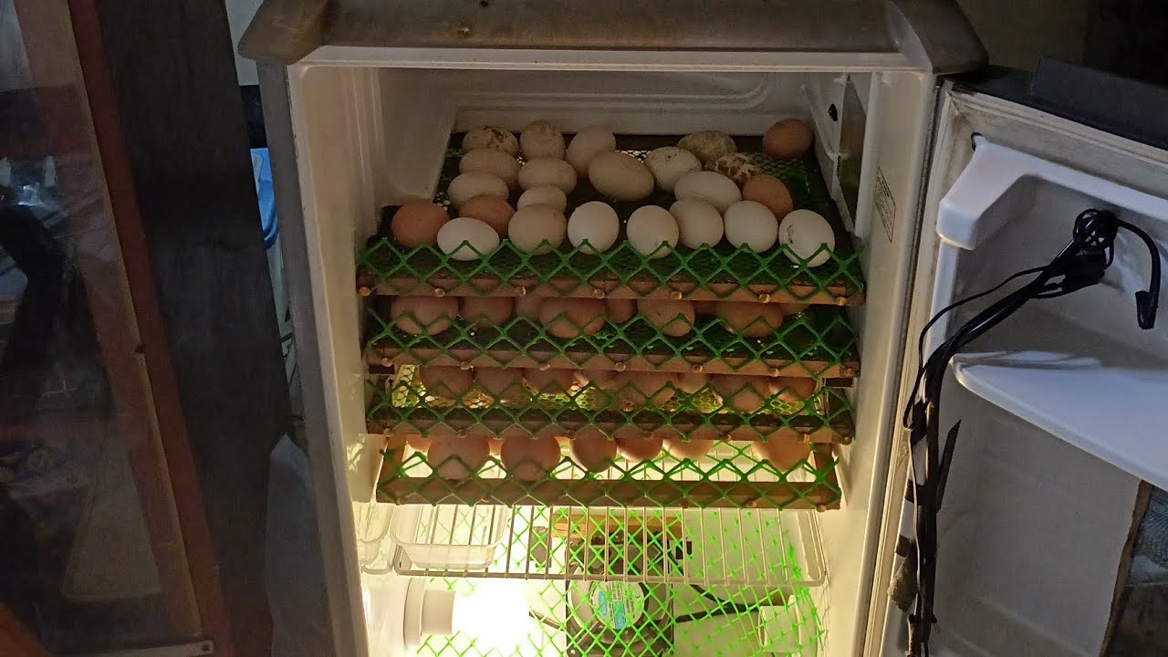 let's turn a junk refrigerator into an egg incubator