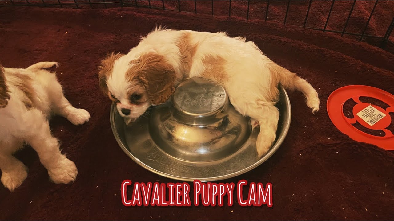 Robin's Playful Puppies Live!