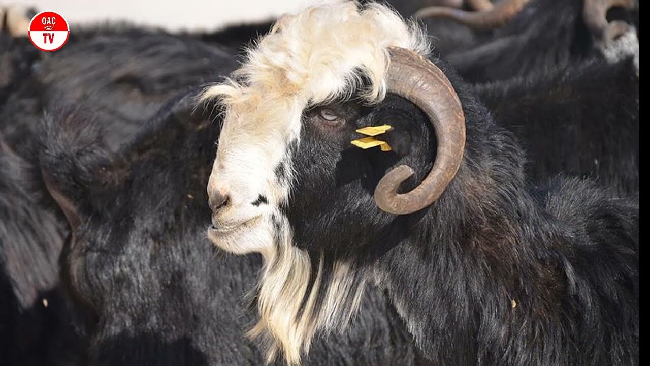 Keçi Irkları Tanıtım / 1- Honamlı Keçisi / OAÇ TV