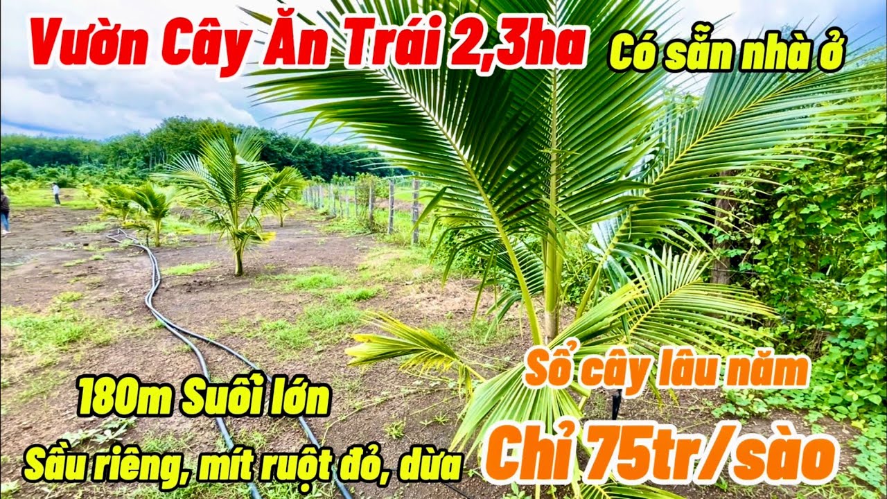 Vườn cây ăn trái đẹp như tranh. Có nhà cửa điện nước đầy đủ. 2,3ha full trái cây chỉ 750tr/ha sổ sẵn