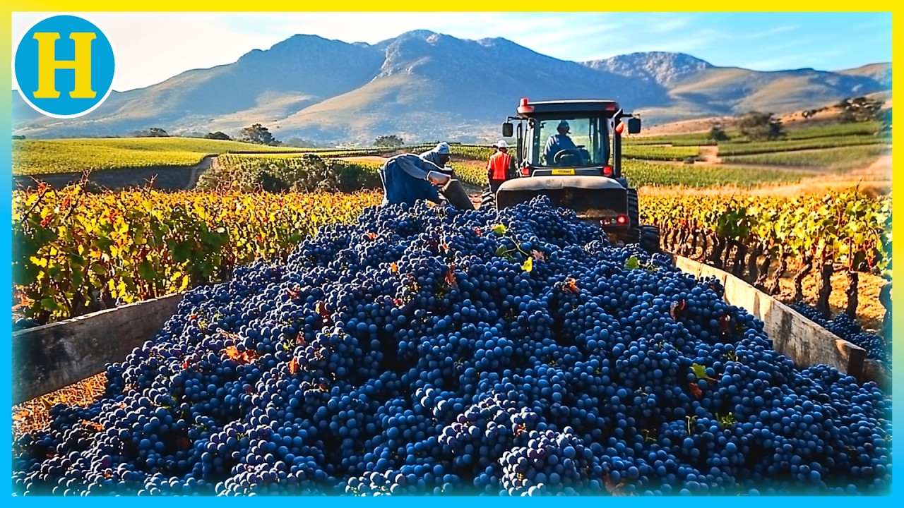 PERFECT Grapes: How They're Produced