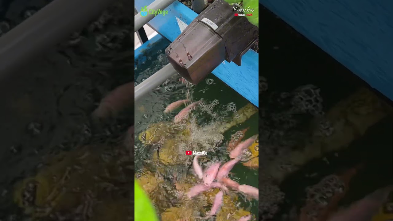 餵魚咯【CityVege城市農夫】
