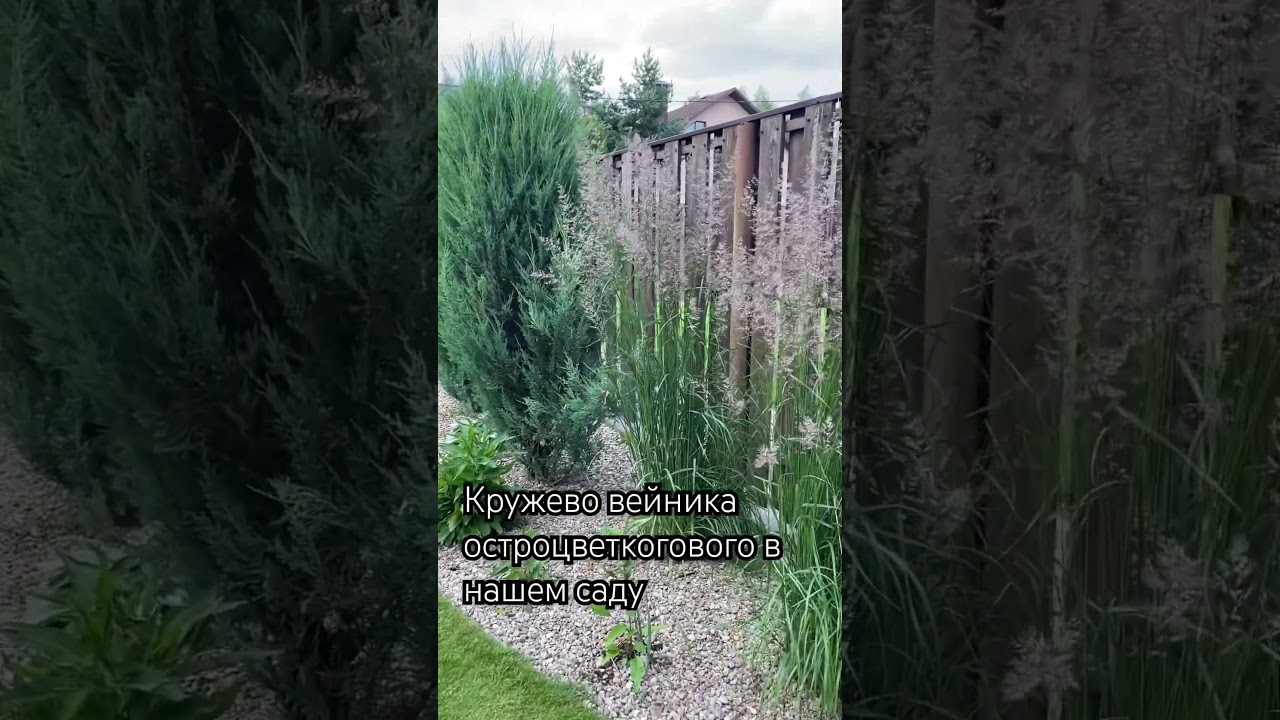 Вейник остроцветковый в нашем саду.