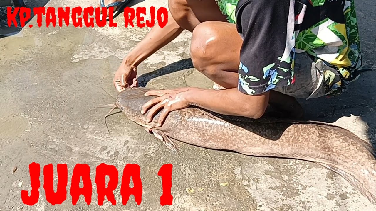 LAPAK 166 JUARA 1 BERAT LELE HAMPIR 9 KG JOS GANDOSS ( KP. TANGGUL REJO )