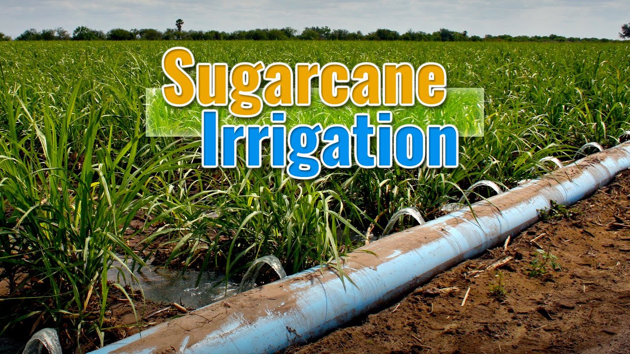 Sugarcane Irrigation