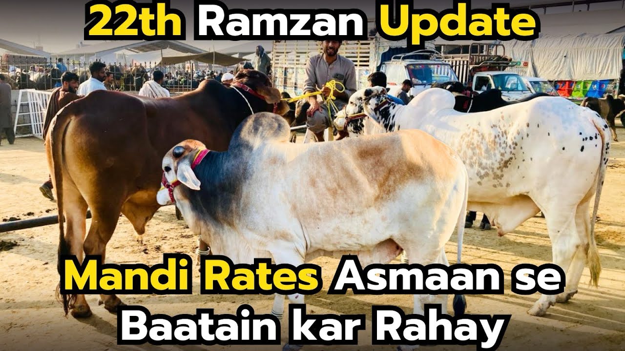22th Ramzan 2026 Mandi Update | Cow Rates Aasman Se Baatein Kar Rahe Hain 😱 | Qurbani Janwar Prices