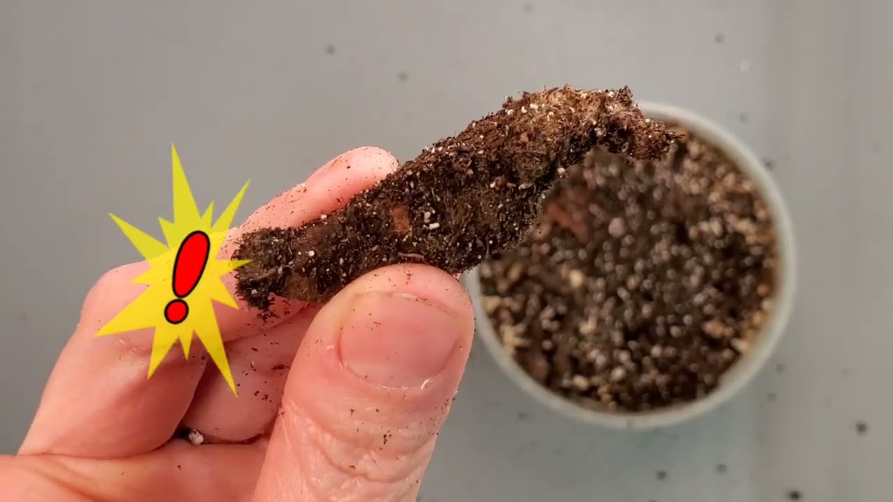 Unpotting Habenaria after dormancy - Learn Why, When and How!
