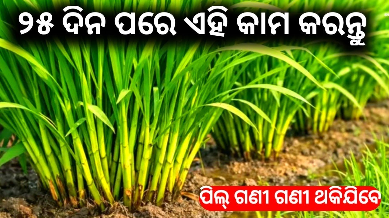 ୨୫ ରୁ ୩୦ ଦିନ ପରେ ଏହି କାମ କରନ୍ତୁ ଧାନ ର ପିଲ୍ ଗଣୀ ଗଣୀ ଥକି ଯିବେ // paddy farming odisa
