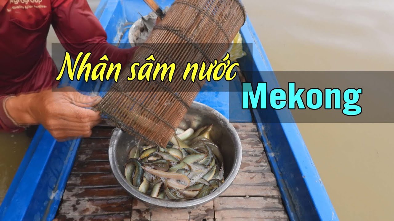Mekong: Đi tìm nhân sâm mùa nước nổi