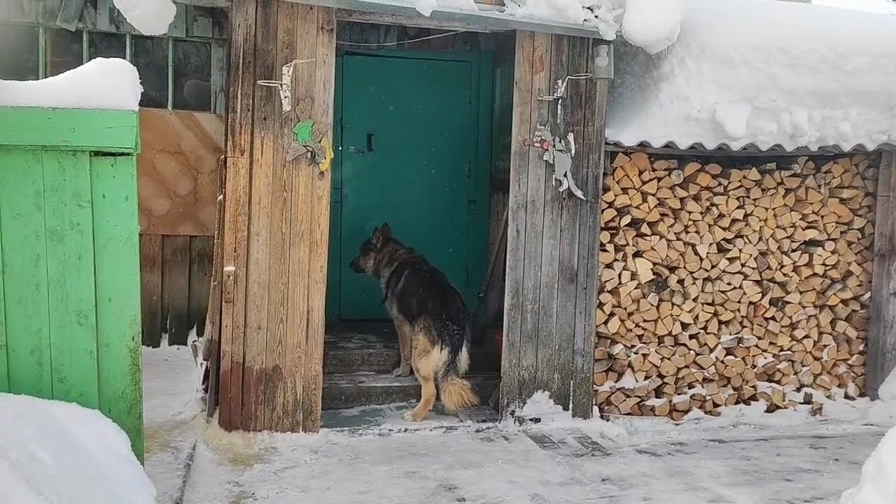 Дрова в огороде это нормально☝️😄