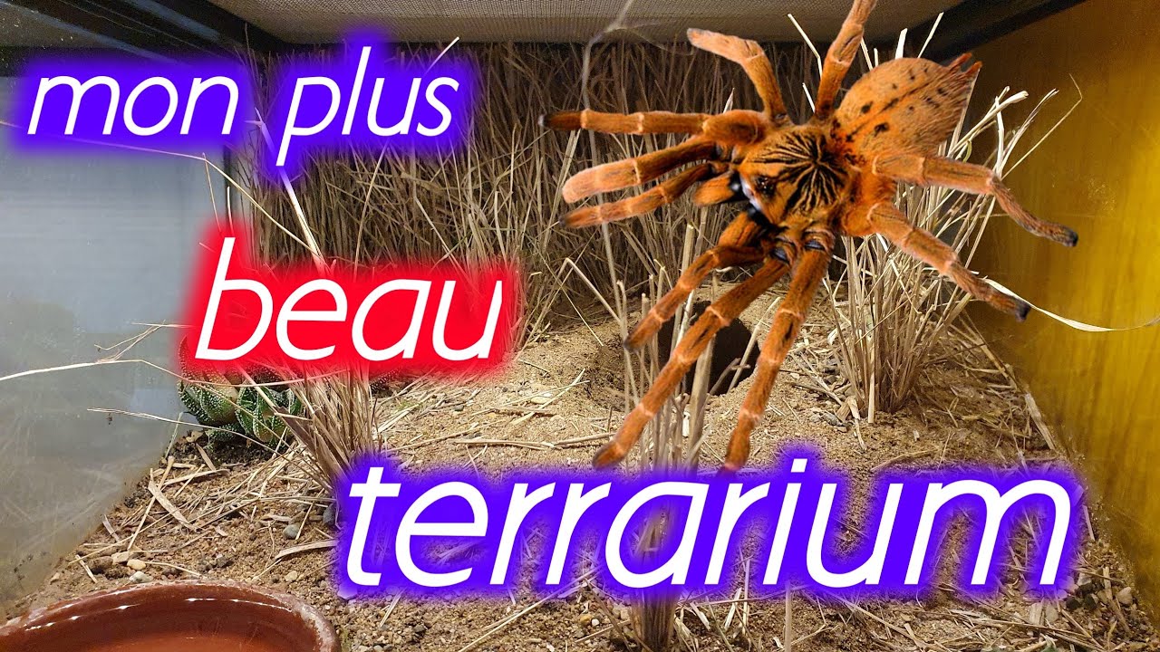 Terrarium pour ma Mygale Babouin